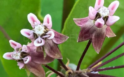 My Photo of Milkweed Cows