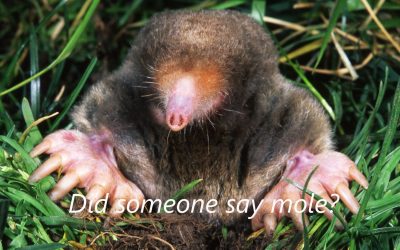 Did you celebrate Mole Day?
