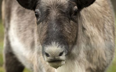 10 Shocking Scientific Theories about Christmas!