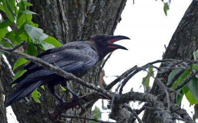 The Crow, the Pitcher, and Studies of a Bird Brain