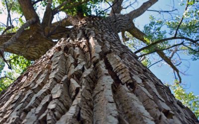 Step Right Up and Meet the Amazing Talking Plants!