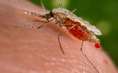 Bloodsuckers Bite More Frequently in Drier Conditions
