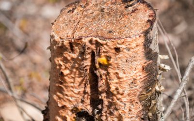 Attack of the Killer Slime Mold