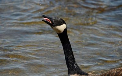 How to Survive Severe Weather and Other Useful Information