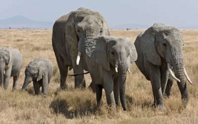 I Think I Heard Something