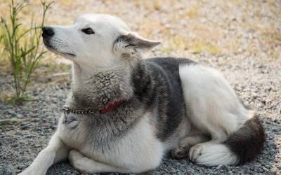 Does My Dog Really Understand What I Am Saying?