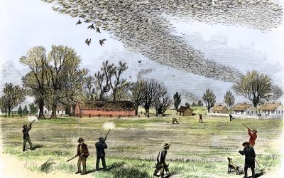 Why Did the Passenger Pigeon Die Off?